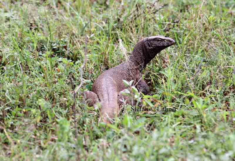 land monitor (Varanus bengal) Sri Lanka 2014. Photo  Stefan Lithner