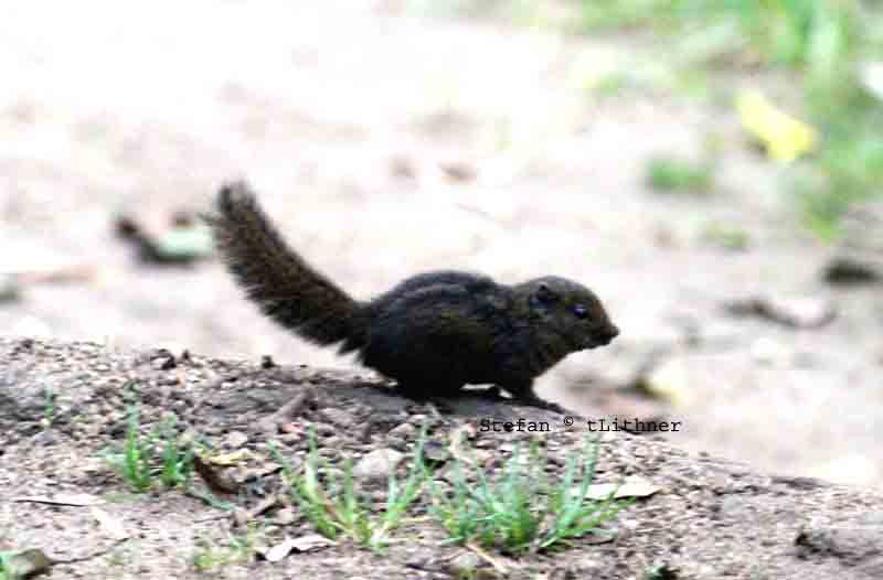 dusky palm squirrel (Funambulus sublineatus) Sri Lanka 2014. Photo  Stefan Lithner