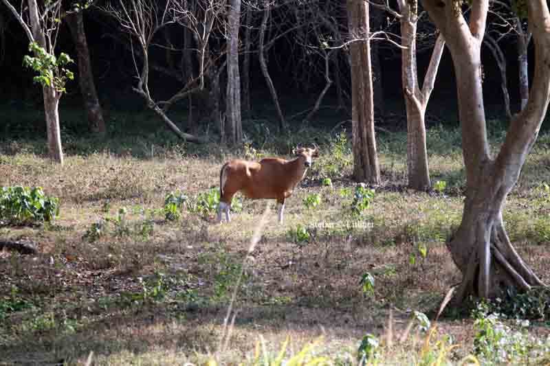banteng cow Thailand 2014. Photo  Stefan Lithner