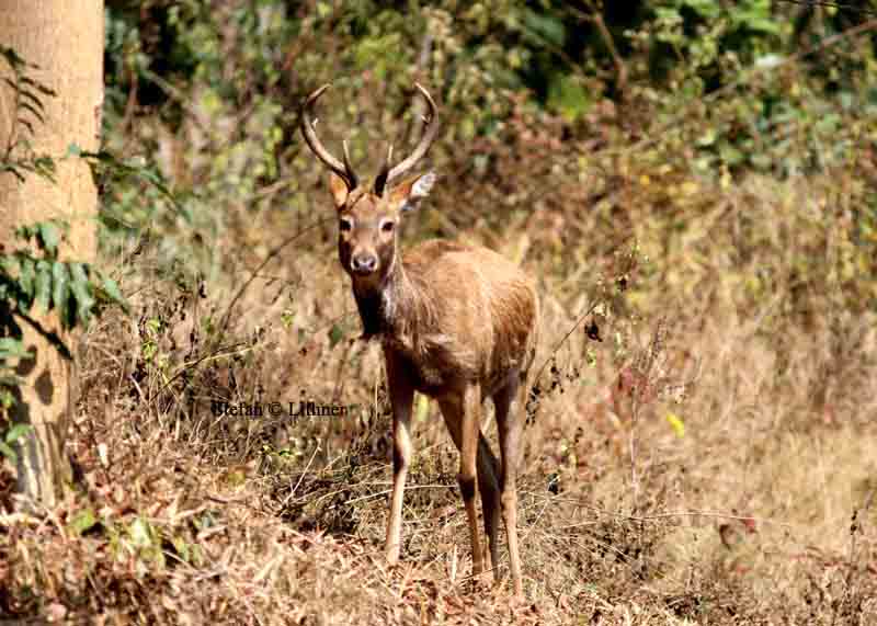 Elds deer Thailand 2014. Photo  Stefan Lithner