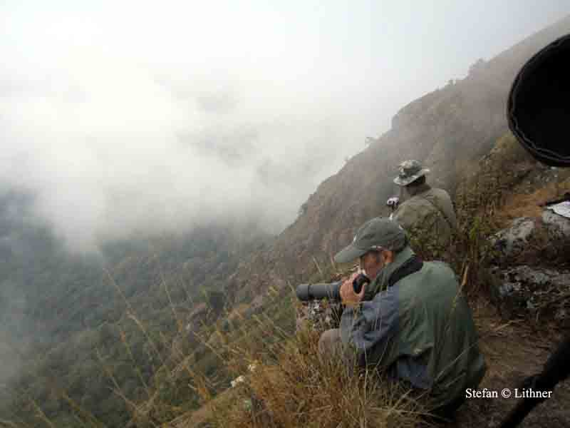spotting goral Thailand 2014. Photo  Stefan Lithner
