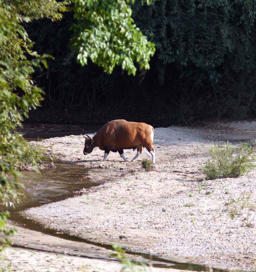 banteng bull Thailand 2014. Photo  Stefan Lithner