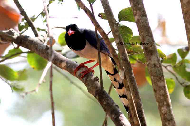 red-billed blue magpie Thailand 2014. Photo  Stefan Lithner