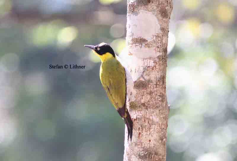 black-headed woodpecker Thailand 2014. Photo  Stefan Lithner