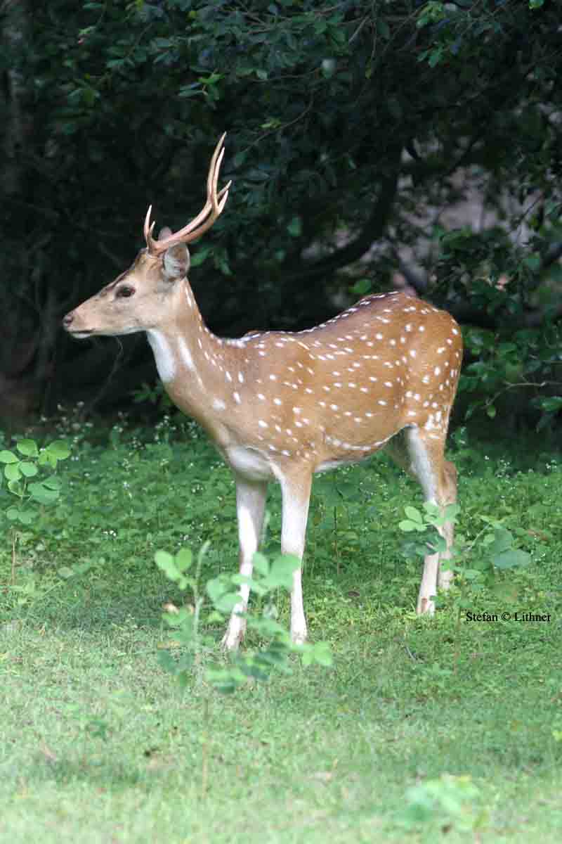chital Sri Lanka 2014. Photo  Stefan Lithner.