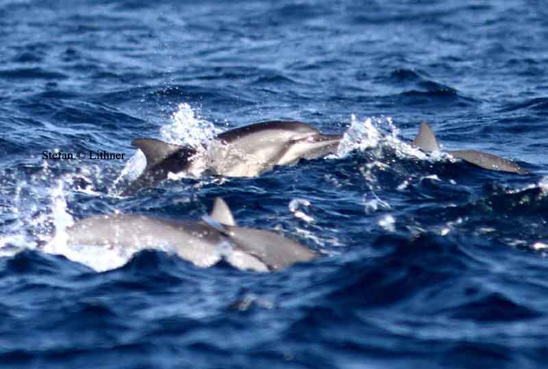 spinner dolphin (Stenella longirostris) Sri Lanka 2014. Photo  Stefan Lithner