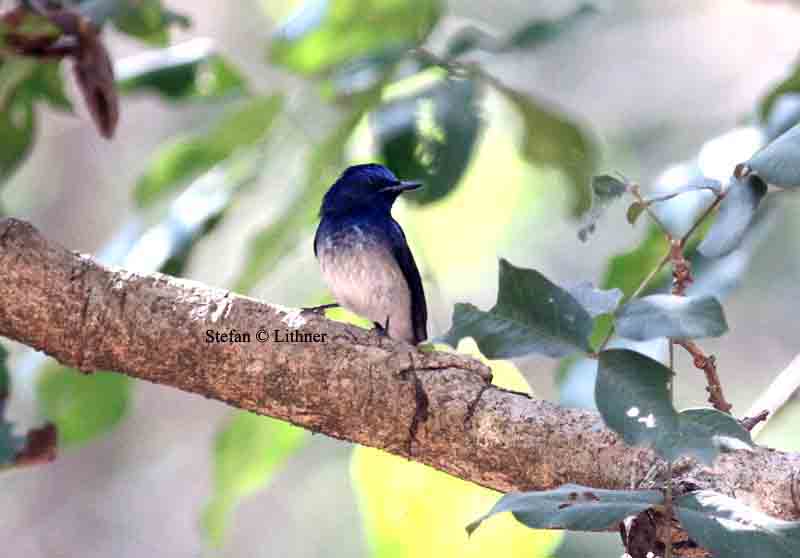 Hainan blue flycatcherThailand 2014. Photo  Stefan Lithner