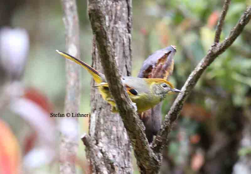 chestnut-tailed minla Thailand 2014. Photo  Stefan Lithner