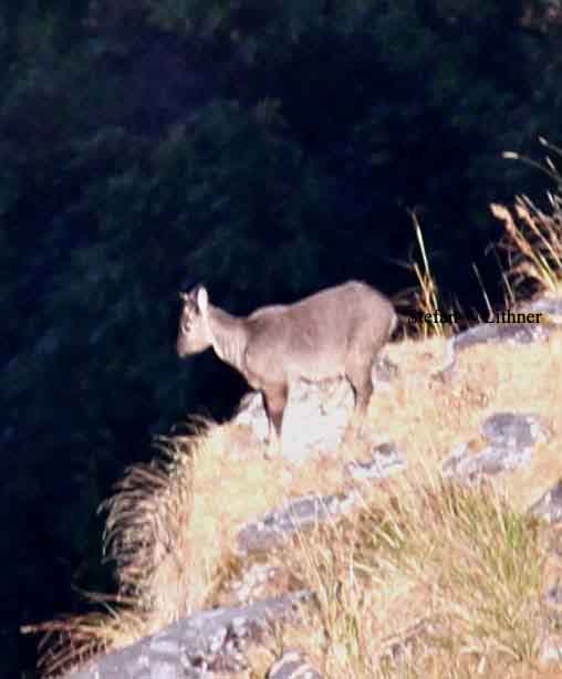 chinese goral Thailand 2014. Photo  Stefan Lithner