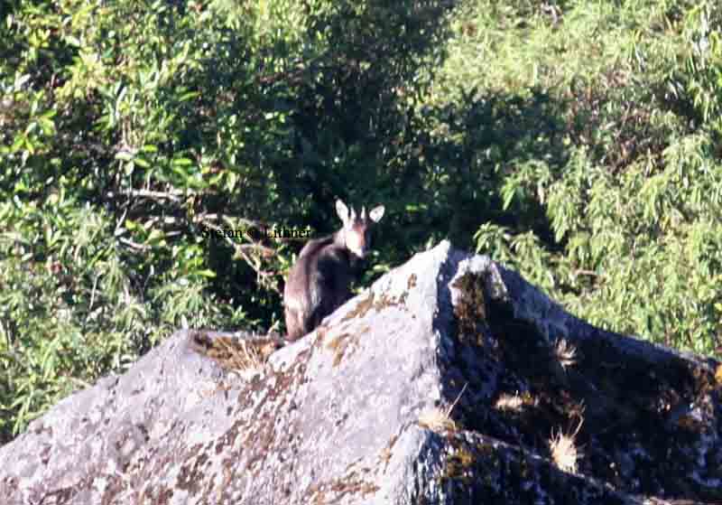 chinese goral Thailand 2014. Photo  Stefan Lithner
