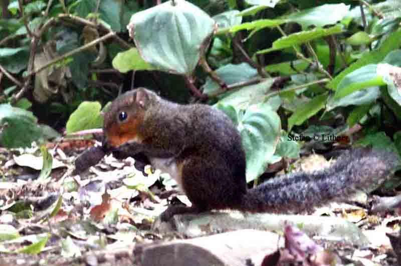 red-faced squirrel Thailand 2014. Photo  Stefan Lithner