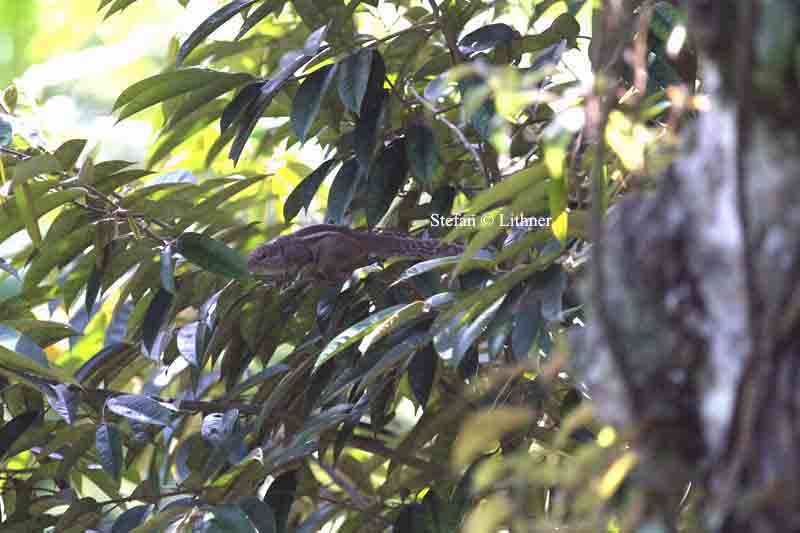 indian palm squirrel (Funambulus palmarum) Sri Lanka 2014. Photo  Stefan Lithner