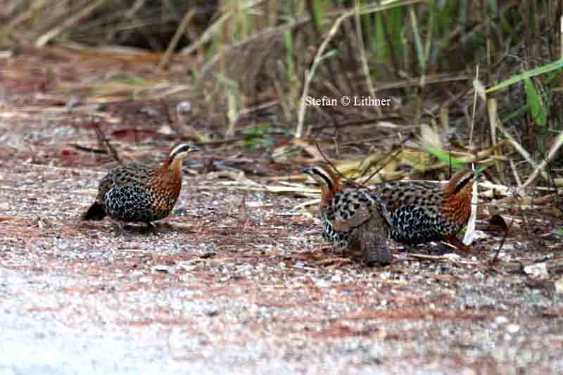 mountain bamboo partridge Thailand 2014. Photo  Stefan Lithner