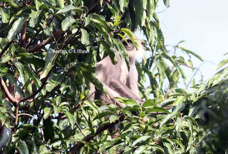 grey langur Sri Lanka 2014. Photo  Stefan Lithner