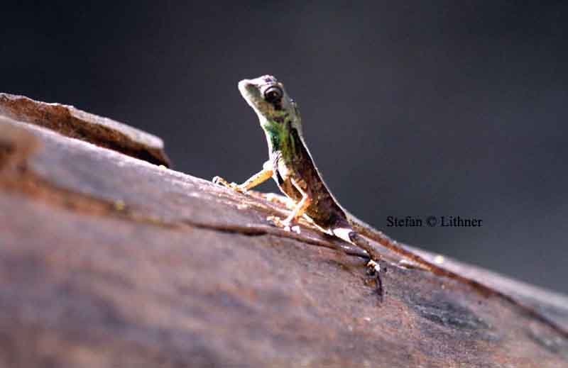 Wiegmanns kangaroo lizard (Otocryptis wiegmannii) Sri Lanka 2014. Photo  Stefan Lithner 