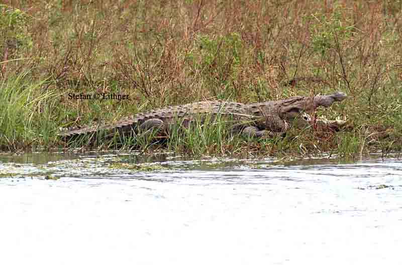 swamp crocodile (Crocodylus palustris) Sri Lanka 2014. Photo  Stefan Lithner
