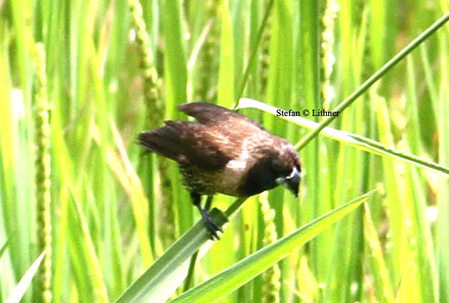 black-throated munia Sri Lanka 2014. Photo  Stefan Lithner