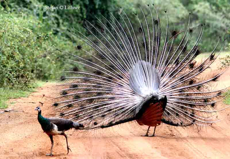 blue peacock Sri Lanka 2014. Photo  Stefan Lithner