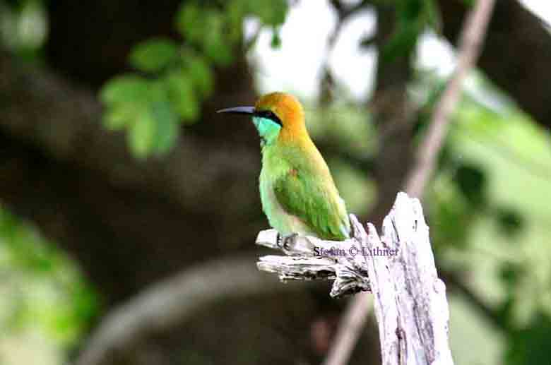 chestnut-headed bee-eater Sri Lanka 2014. Photo  Stefan Lithner