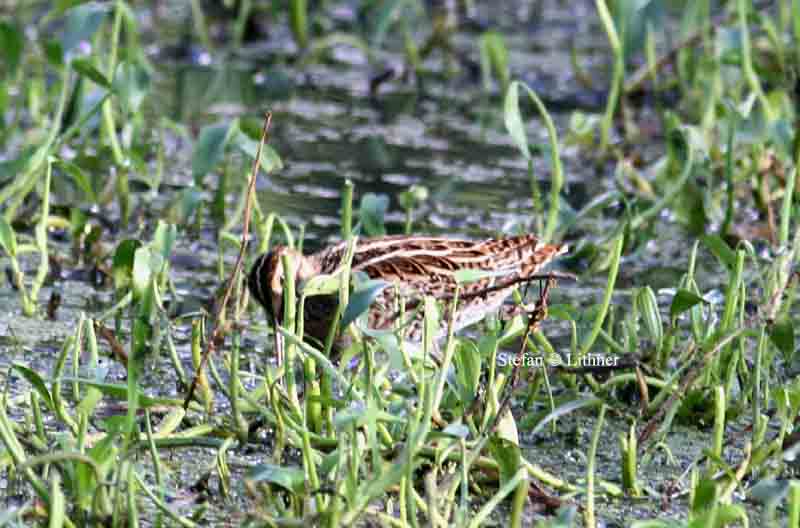 pintail snipe Sri Lanka 2014. Photo  Stefan Lithner