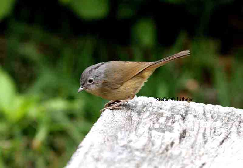 burmese grey-cheeked fulvetta (Alcippe fratercula) Thailand 2014. Photo  Stefan Lithner