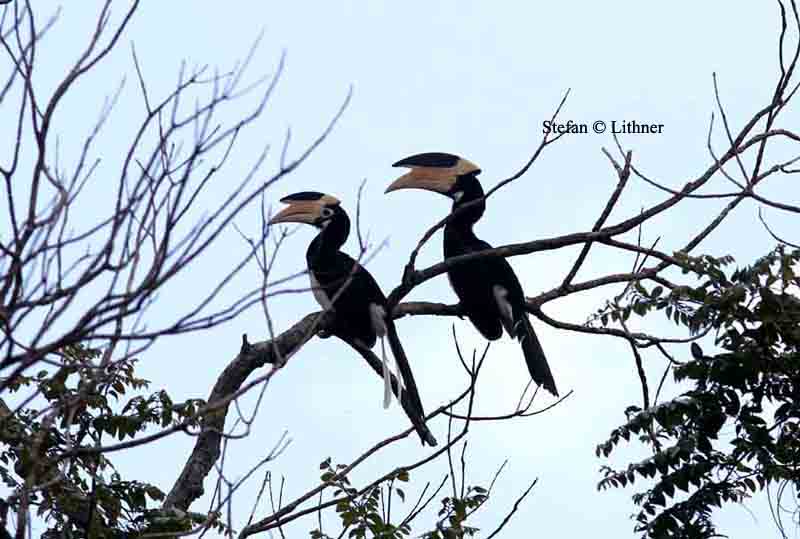 Malabar pied hornbill Sri Lanka 2014. Photo  Stefan Lithner