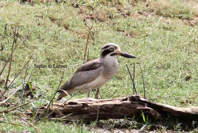great thick-knee Sri Lanka 2014. Photo  Stefan Lithner