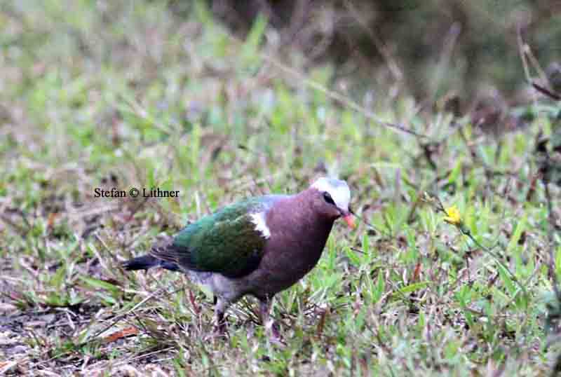 39B-emerald dove Sri Lanka 2014. Photo  Stefan Lithner.jpg