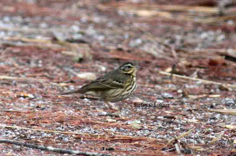 olive-backed pipit Sri Lanka 2014. Photo  Stefan Lithner