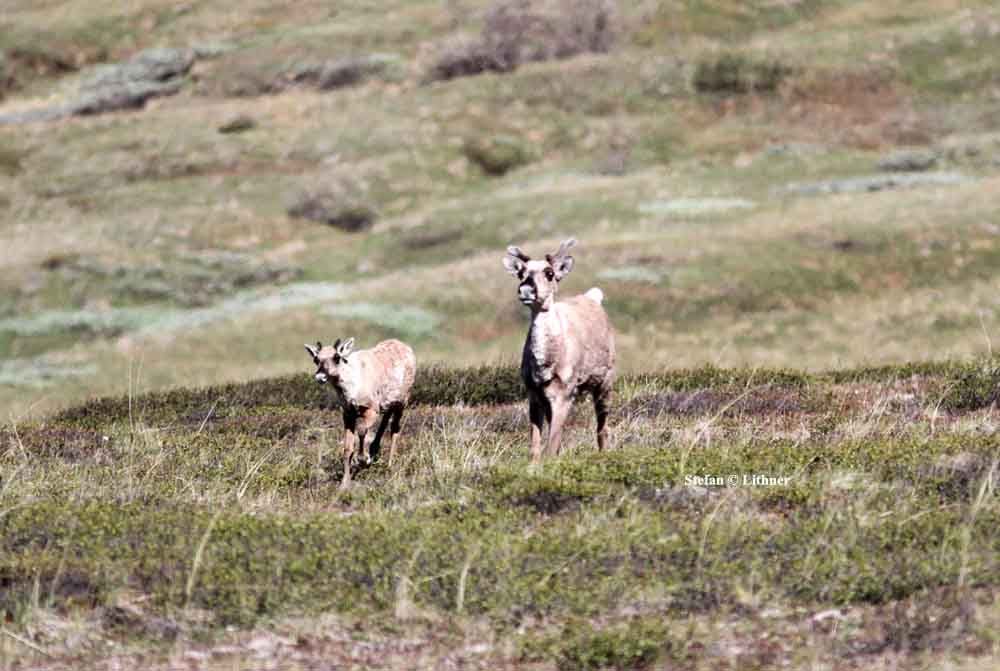 caribou (Rangifer tarandus). Photo Stefan  Lithner