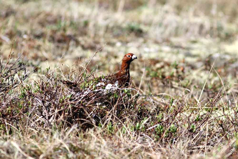 willow ptarmigan (Lagopus lagopus). Photo Stefan  Lithner 
