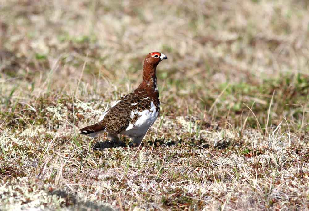 willow ptarmigan (Lagopus lagopus). Photo Stefan  Lithner