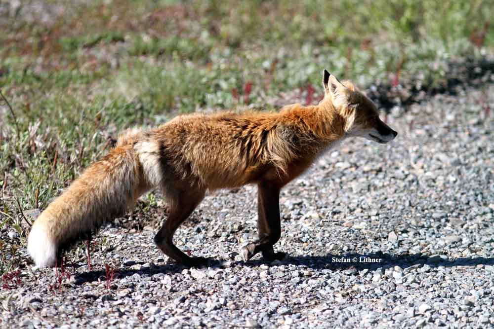 red fox (Vulpes vulpes). Photo Stefan  Lithner