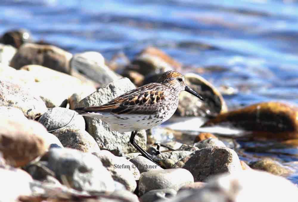 western sandpiper (Calidris mauri). Photo Stefan  Lithner