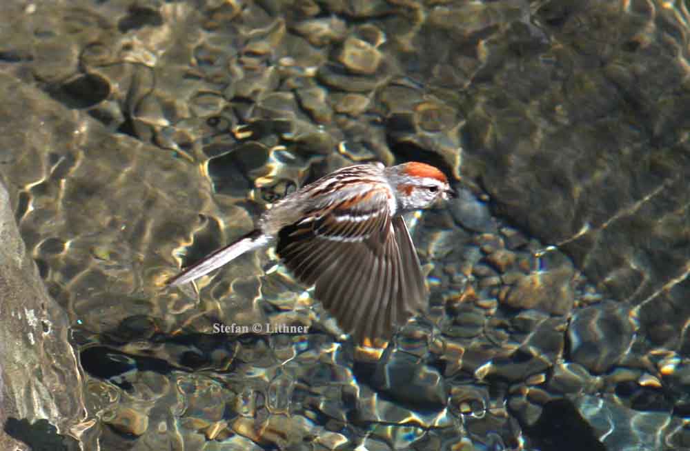 American tree sparrow (Spizella arborea). Photo Stefan  Lithner 