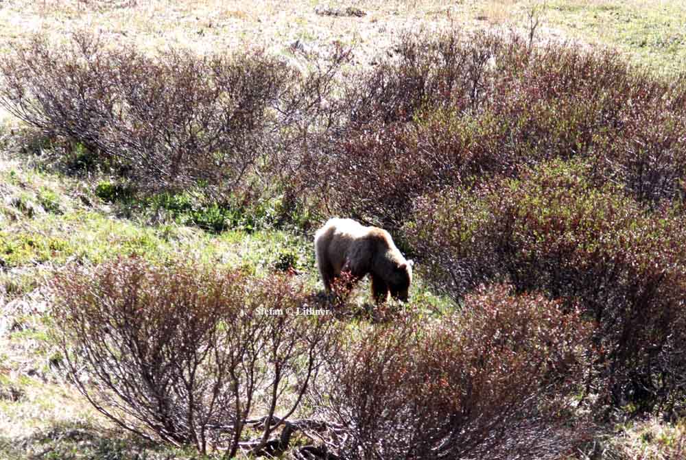 brown bear (Ursus arctos). Photo Stefan  Lithner
