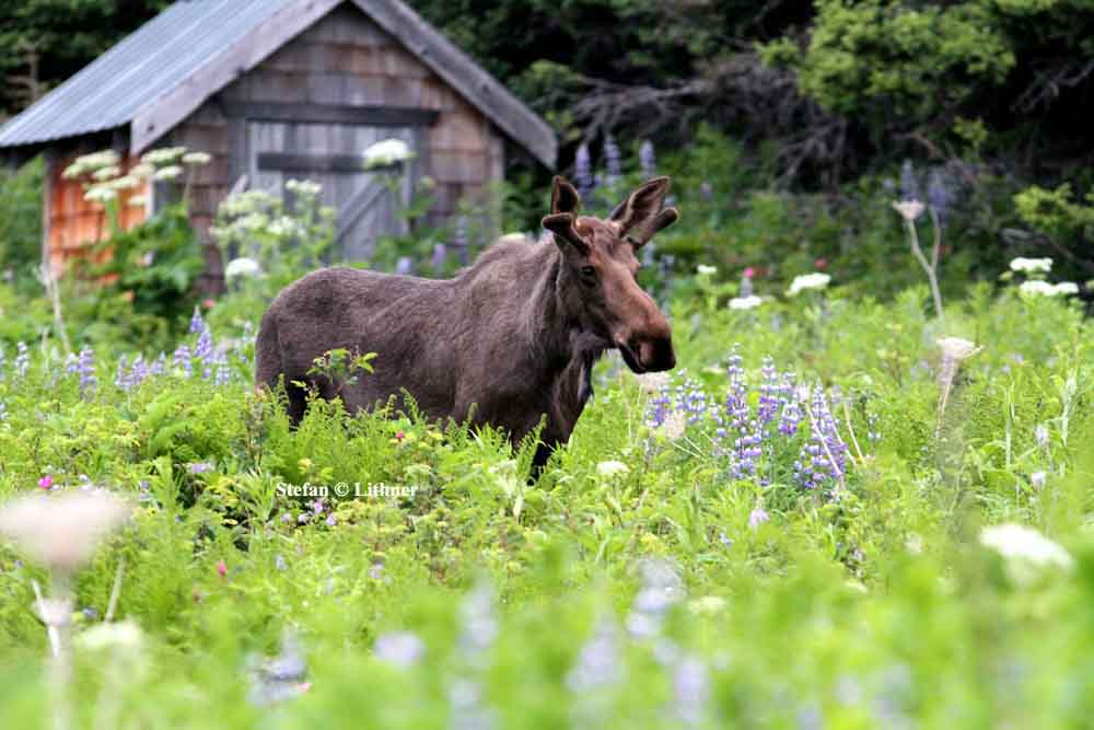 moose/american elk (Alces (alces) anericanus). Photo Stefan  Lithner
