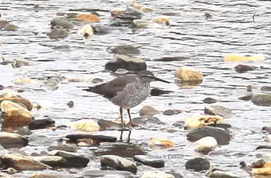wandering tattler (Heteroscelus incanus). Photo Stefan  Lithner 