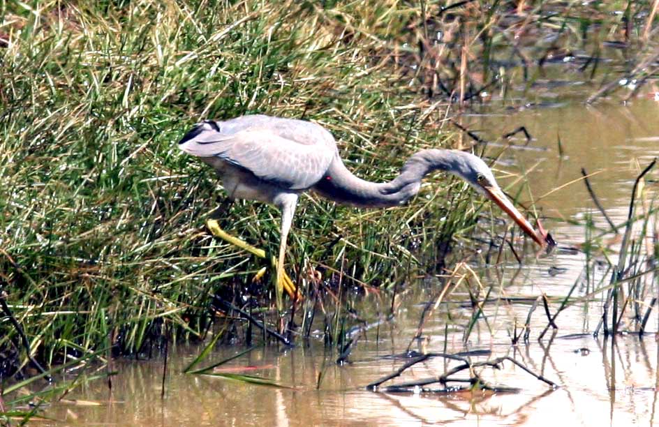 Western (Highland) Reef Heron Ethiopia Nov 2007. Photo Stefan  Lithner