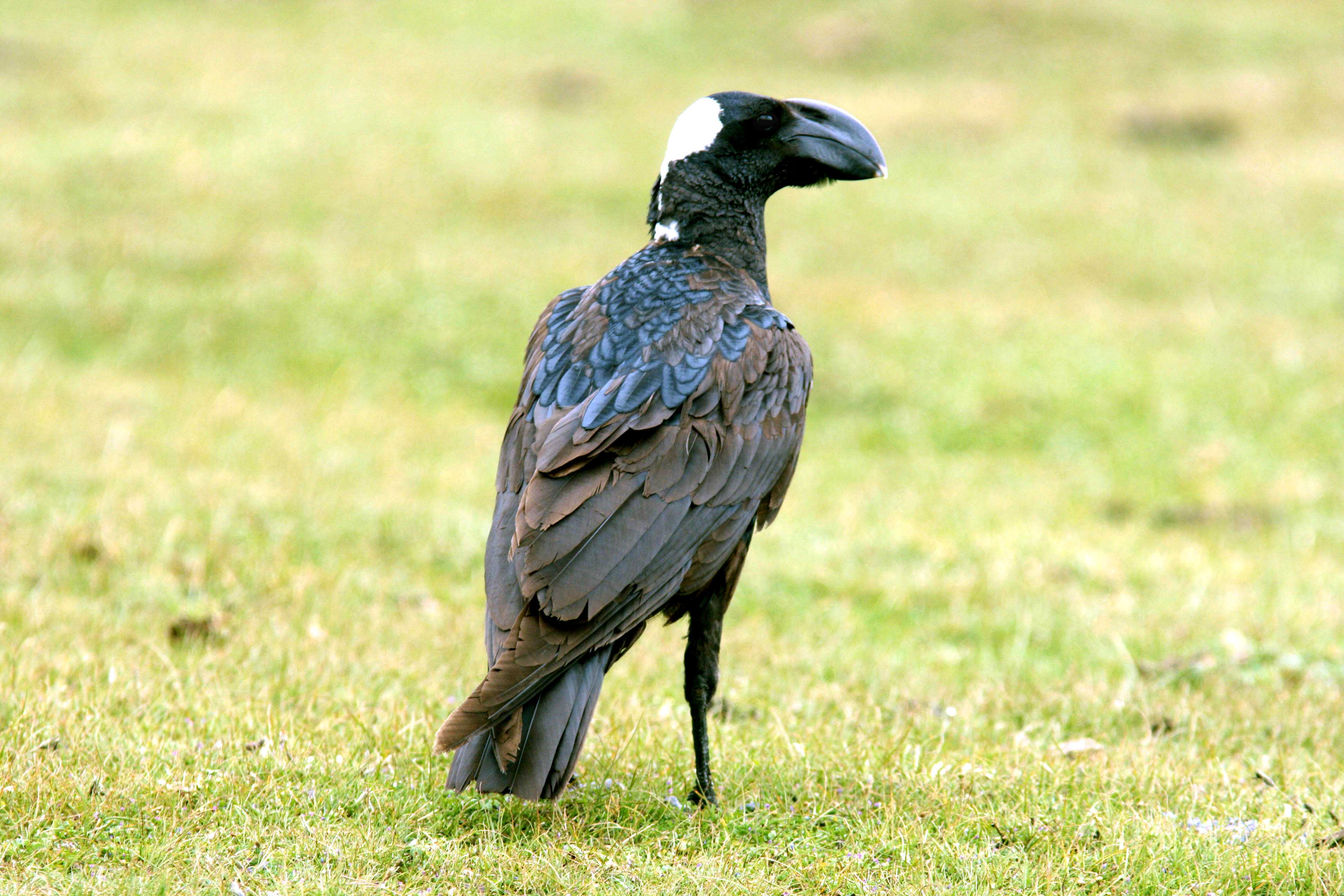  Thick-billed Raven. Photo Stefan  Lithner
