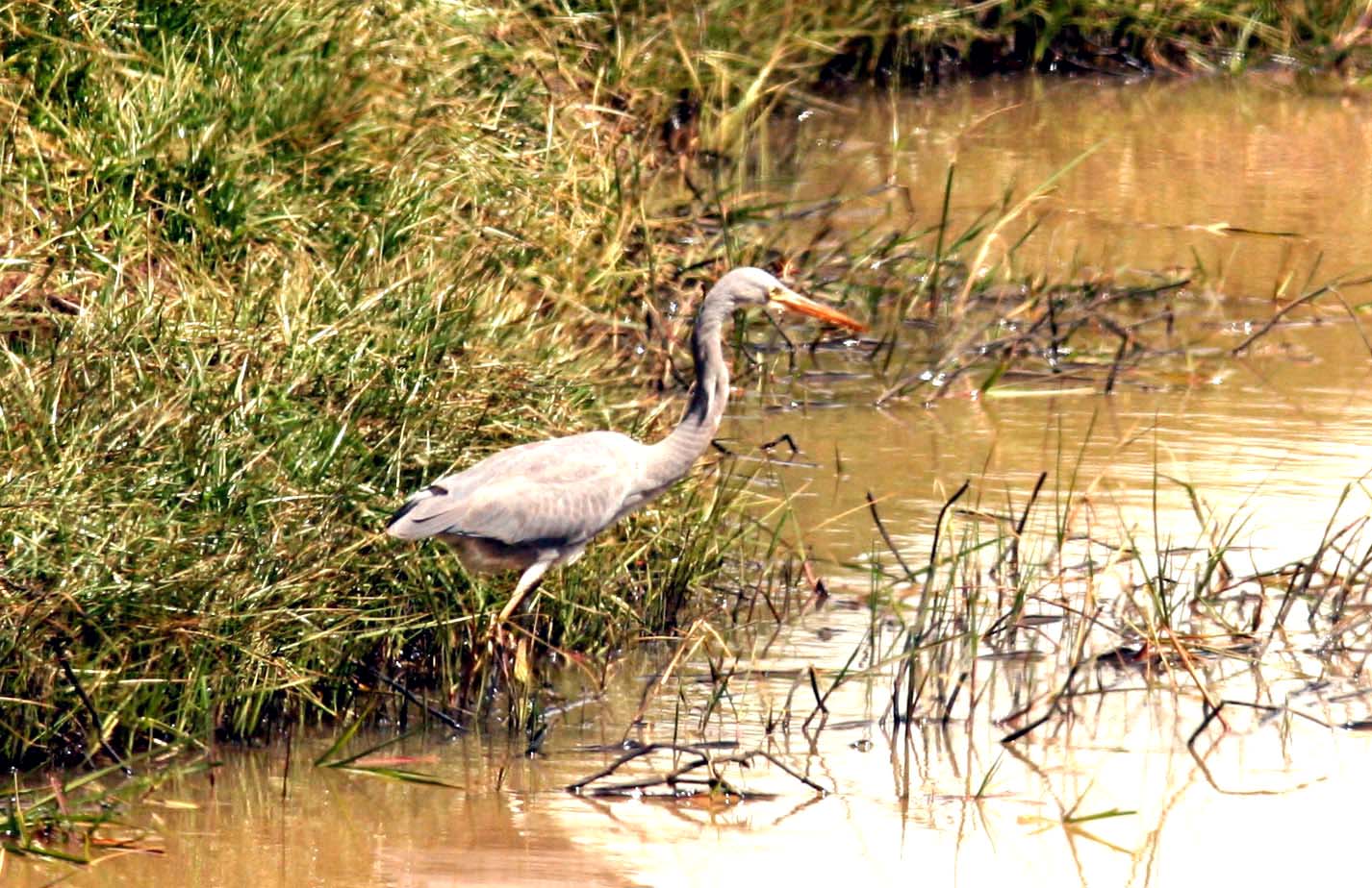 Western (Highland) Reef Heron Ethiopia Nov 2007. Photo Stefan  Lithner