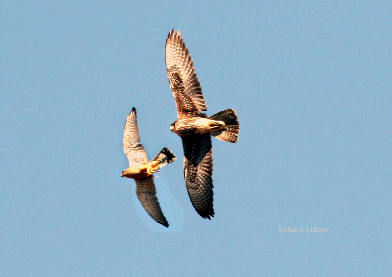 Lanner Falcon attacking Common Kestrel. Photo Stefan  Lithner
