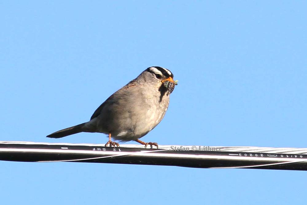 white-crowned sparrow (Zonotrichia albicollis) Photo Stefan  Lithner