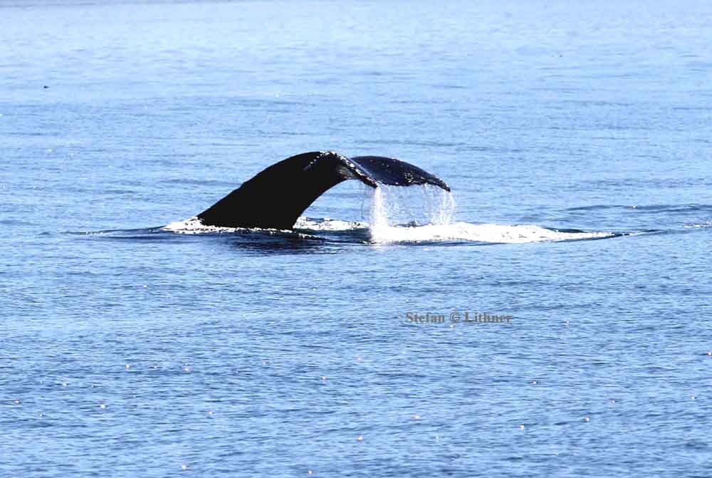 humpback whale (Megaptera novaeanfliae) diving. Photo Stefan  Lithner