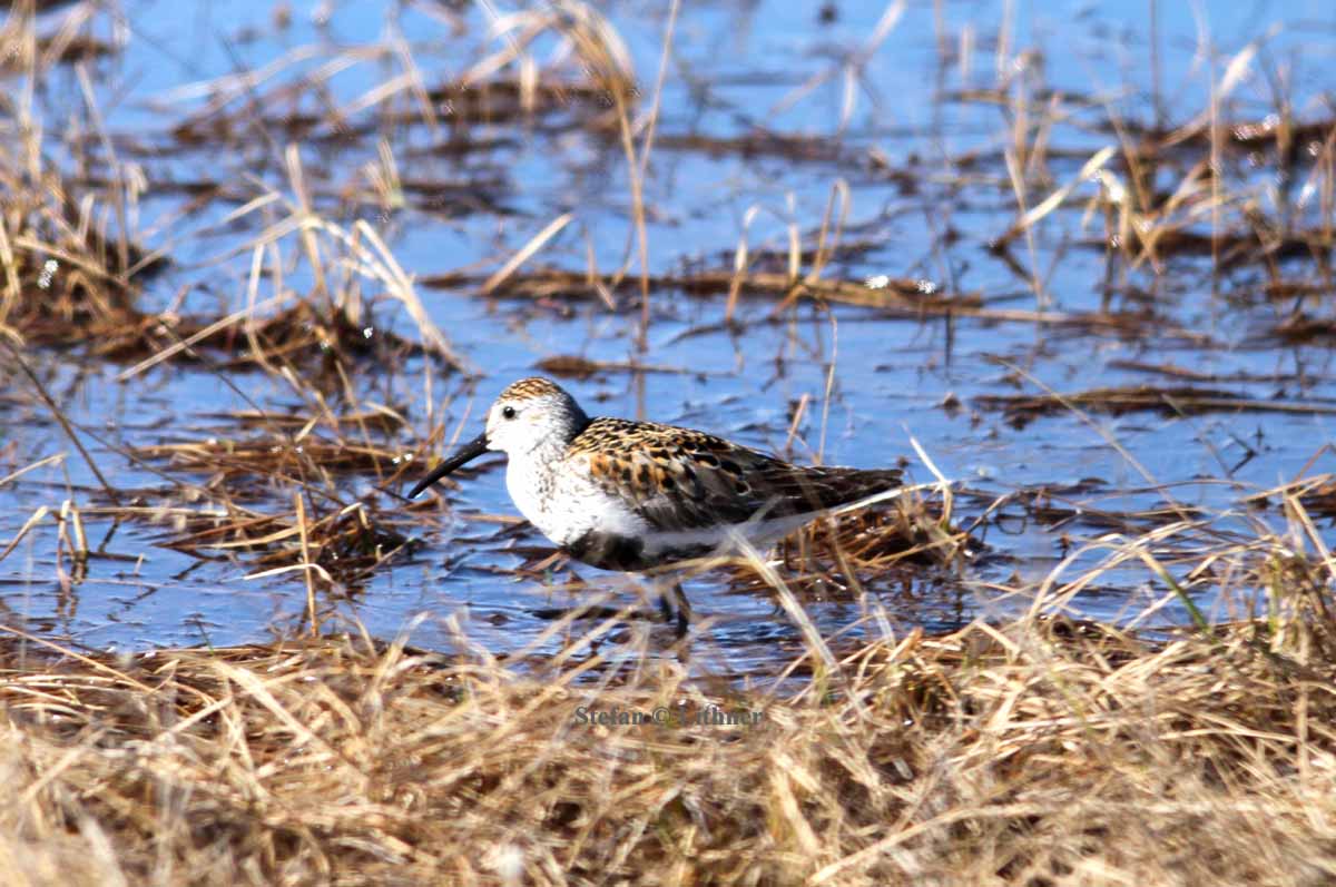 dunlin (Calidris alpina) Photo Stefan  Lithner