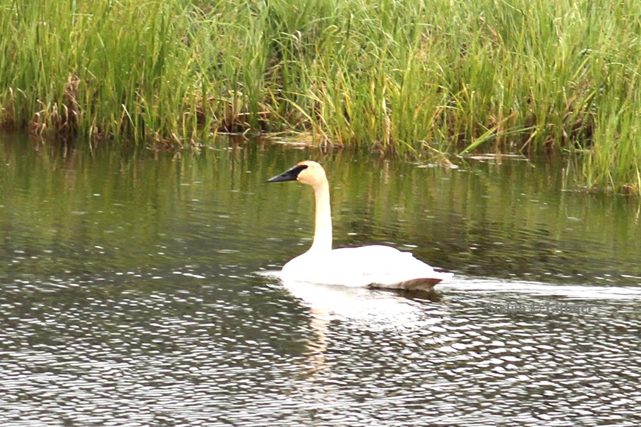 trumpeter swan (Cygnus buccinator). Photo Stefan  Lithner