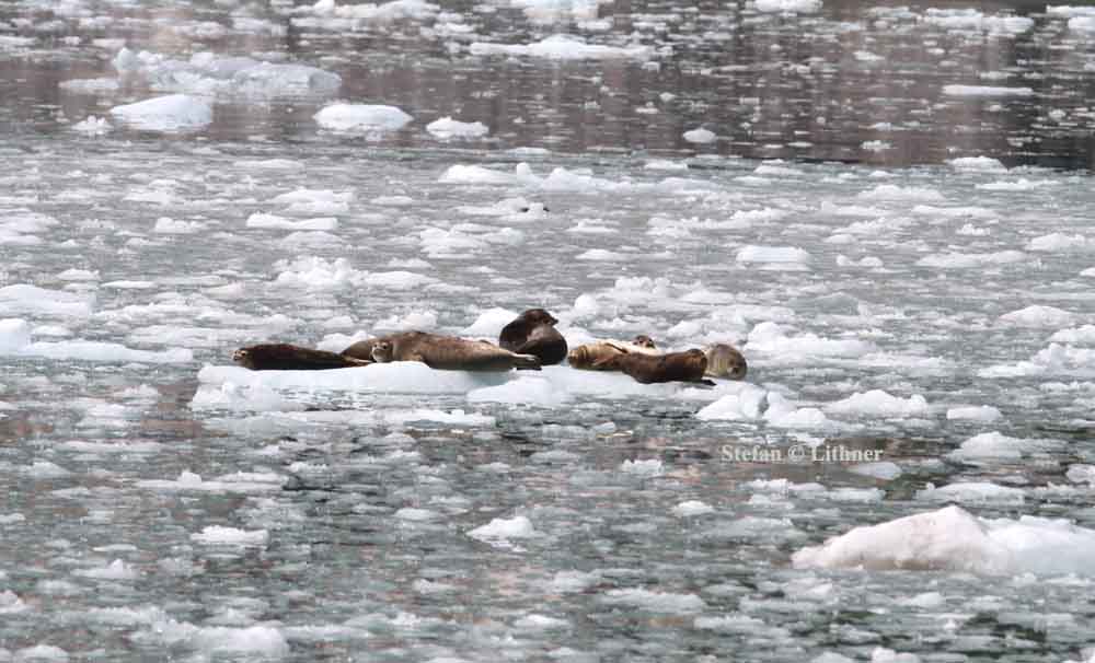 harbour seal (Phoca vitulina). Photo Stefan  Lithner