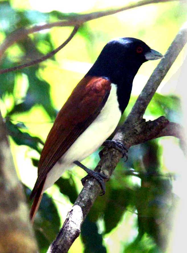 026 rufous vanga male Ankarafantsika 081026 S. Lithner