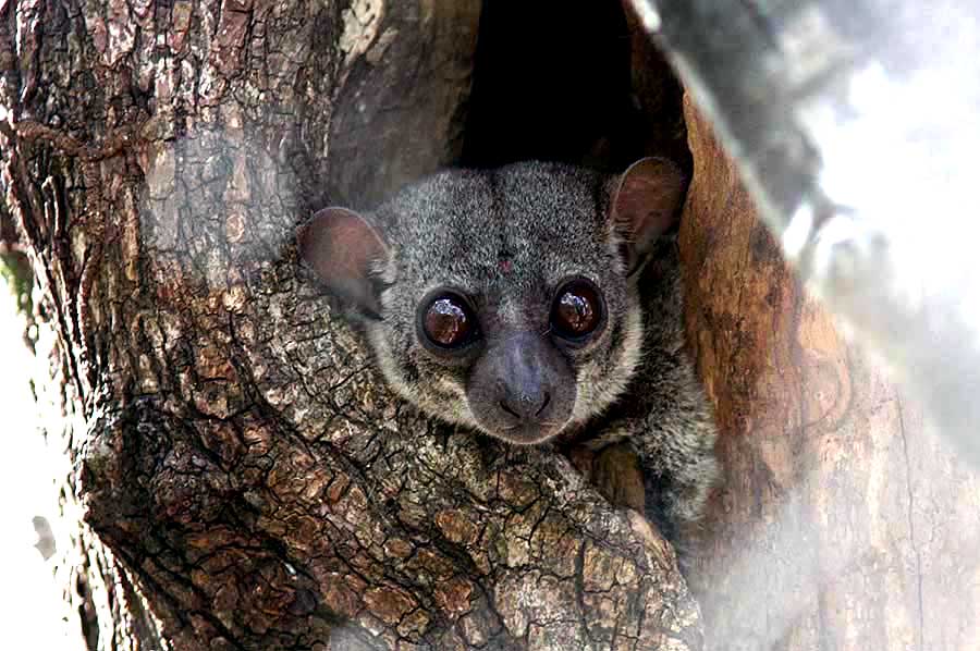 051 Milne-Edwards sportive lemur Ankarafantsika 081027 S. Lithner