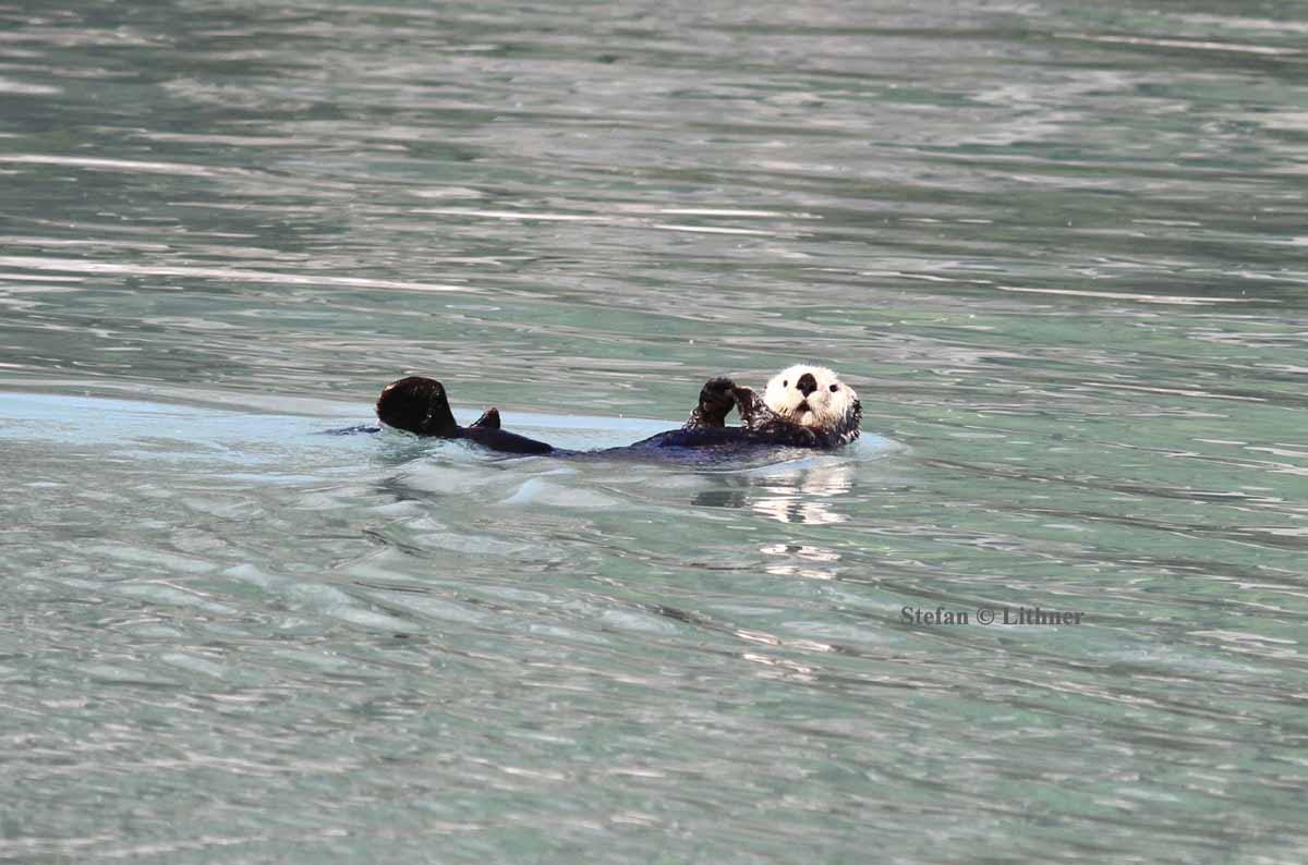 sea otter (Enhydra lutris). Photo Stefan  Lithner
